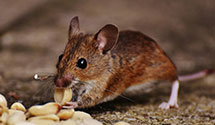 24 Hour & Emergency Exterminators in Carnforth, IA